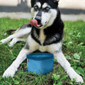 Collapsible Travel Dog Water Bowl – Portable Outdoor Pet Bowl
